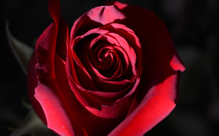 Тёмно-красная роза — аромат Arabian Rose