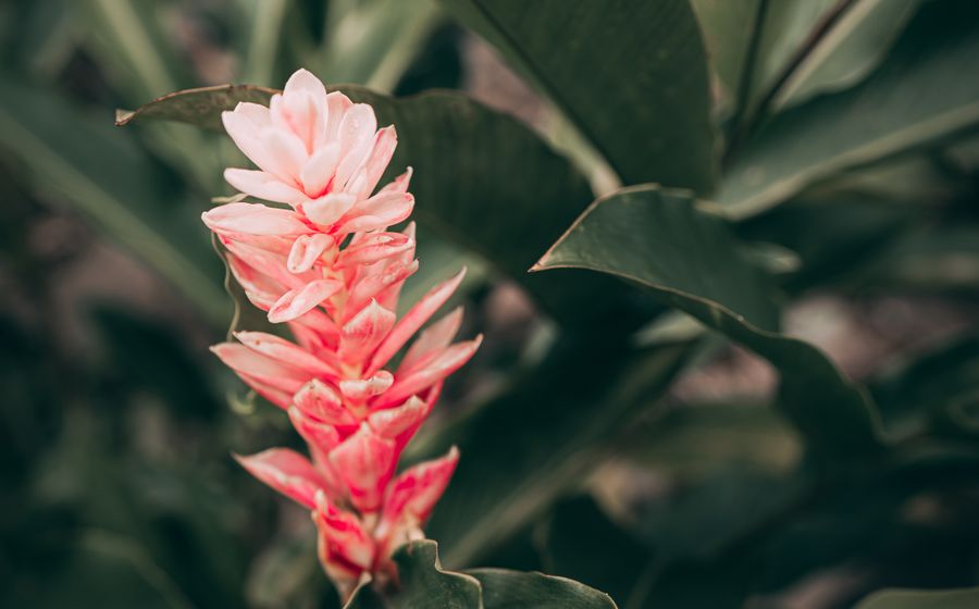 Цветок имбиря — аромат Ginger Blossom
