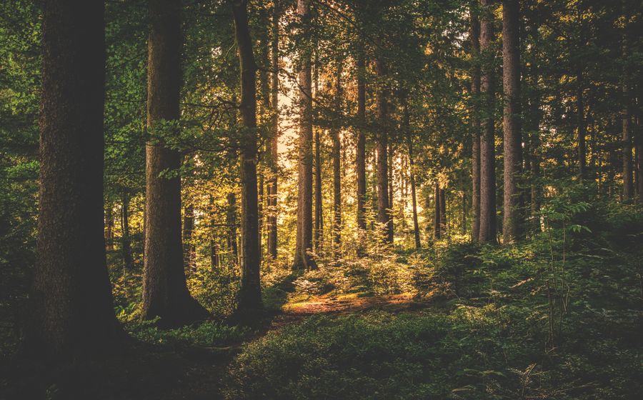 Кедровый лес — аромат Legacy